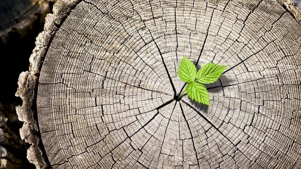 Small green plant growing from tree stump rings