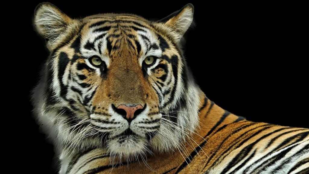 Majestic Bengal tiger portrait with striking stripes on a black background