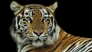 Majestic Bengal tiger portrait with striking stripes on a black background