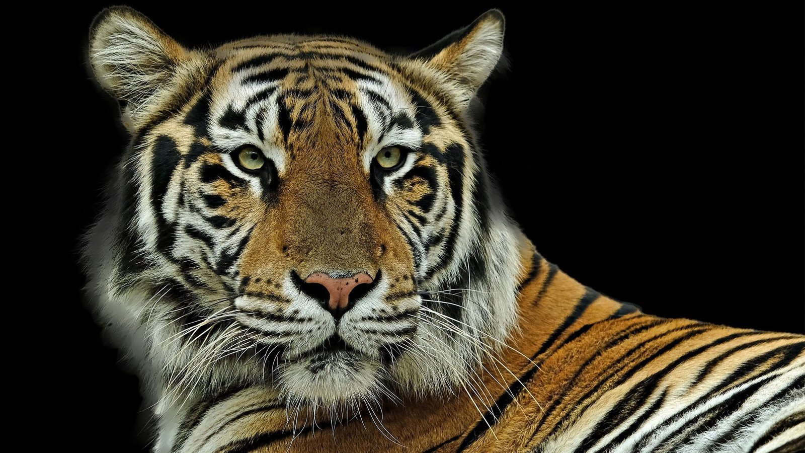 Majestic Bengal tiger portrait with striking stripes on a black background