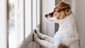 Adorable dog looking out a window indoors