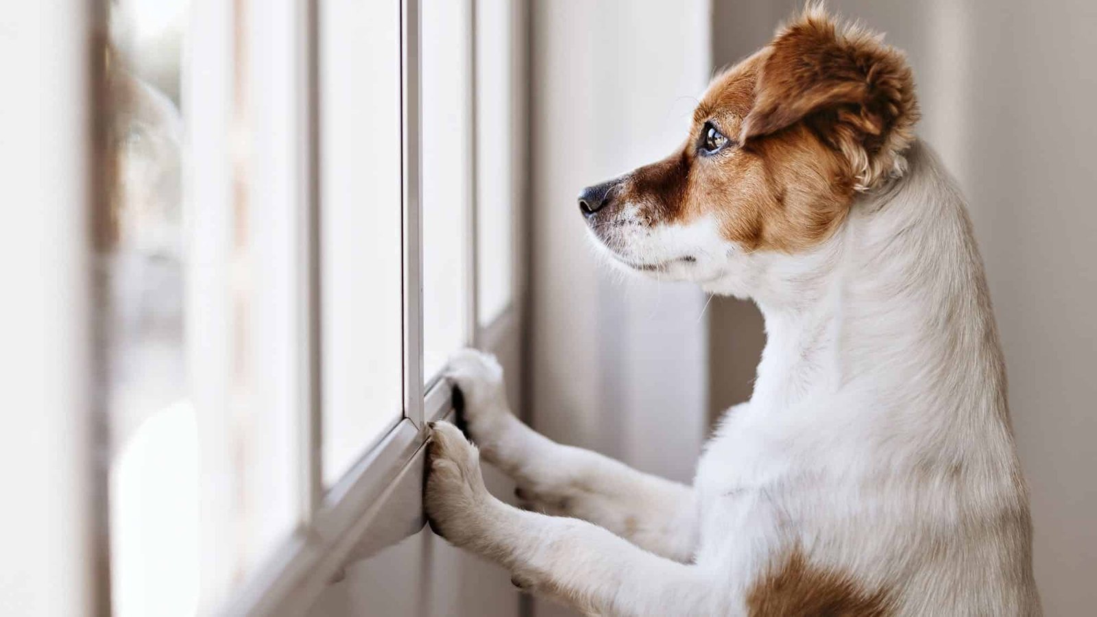 Adorable dog looking out a window indoors