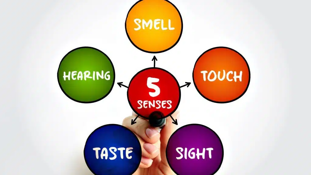 Diagram of the five senses with labelled circles