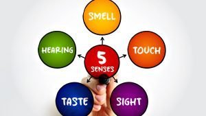 Diagram of the five senses with labelled circles
