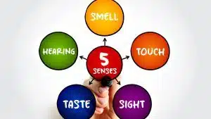 Diagram of the five senses with labelled circles