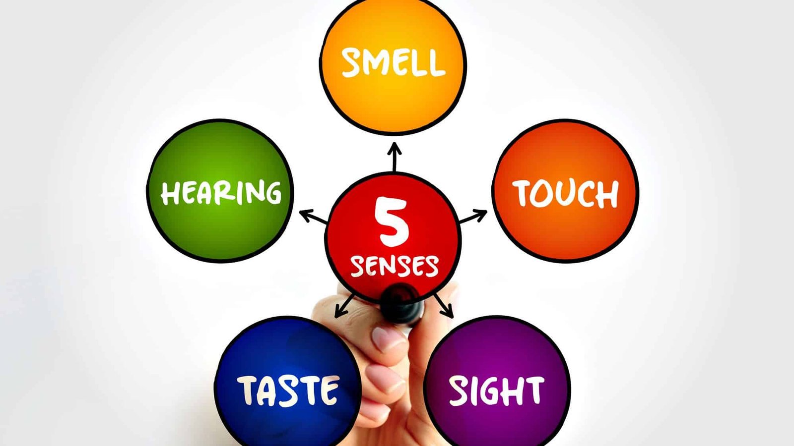 Diagram of the five senses with labelled circles