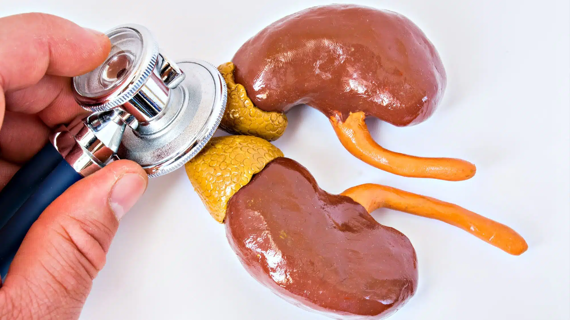 Adrenal glands on kidneys with sthescope