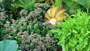 Garden scene with pumpkin, flowering oregano, and lush green lettuce