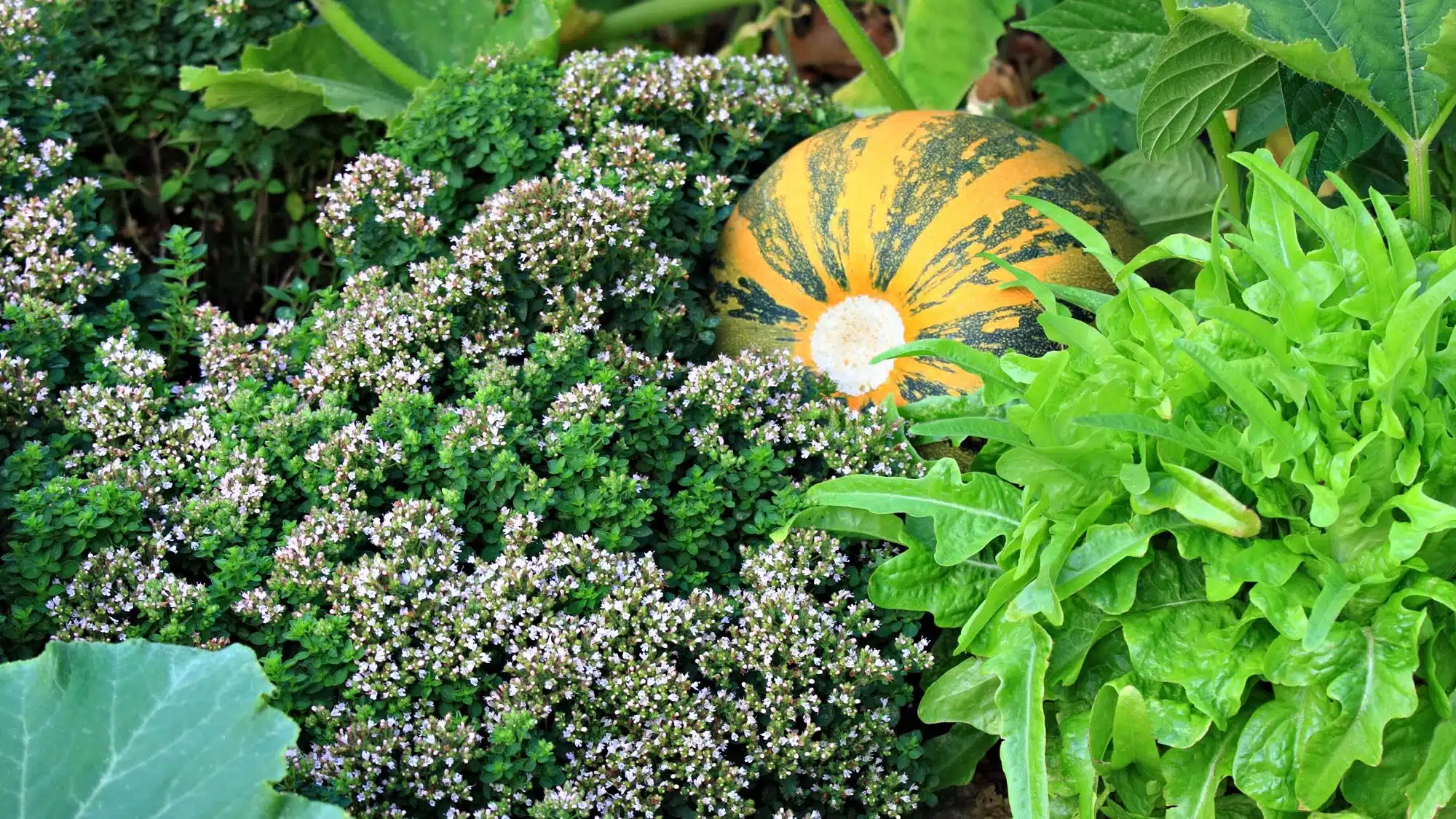 Garden scene with pumpkin, flowering oregano, and lush green lettuce