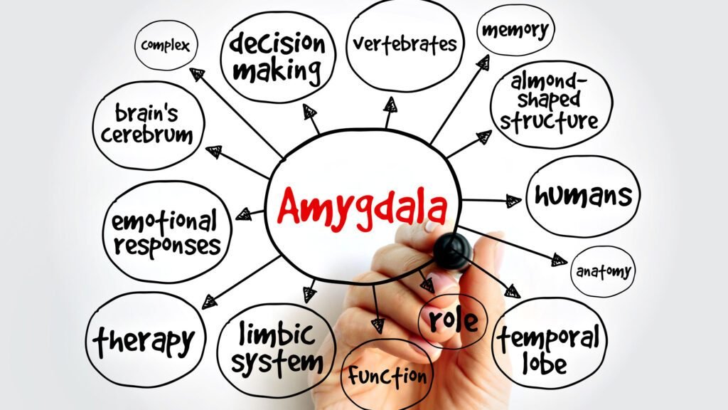 Diagram of the amygdala's role in brain functions and emotions