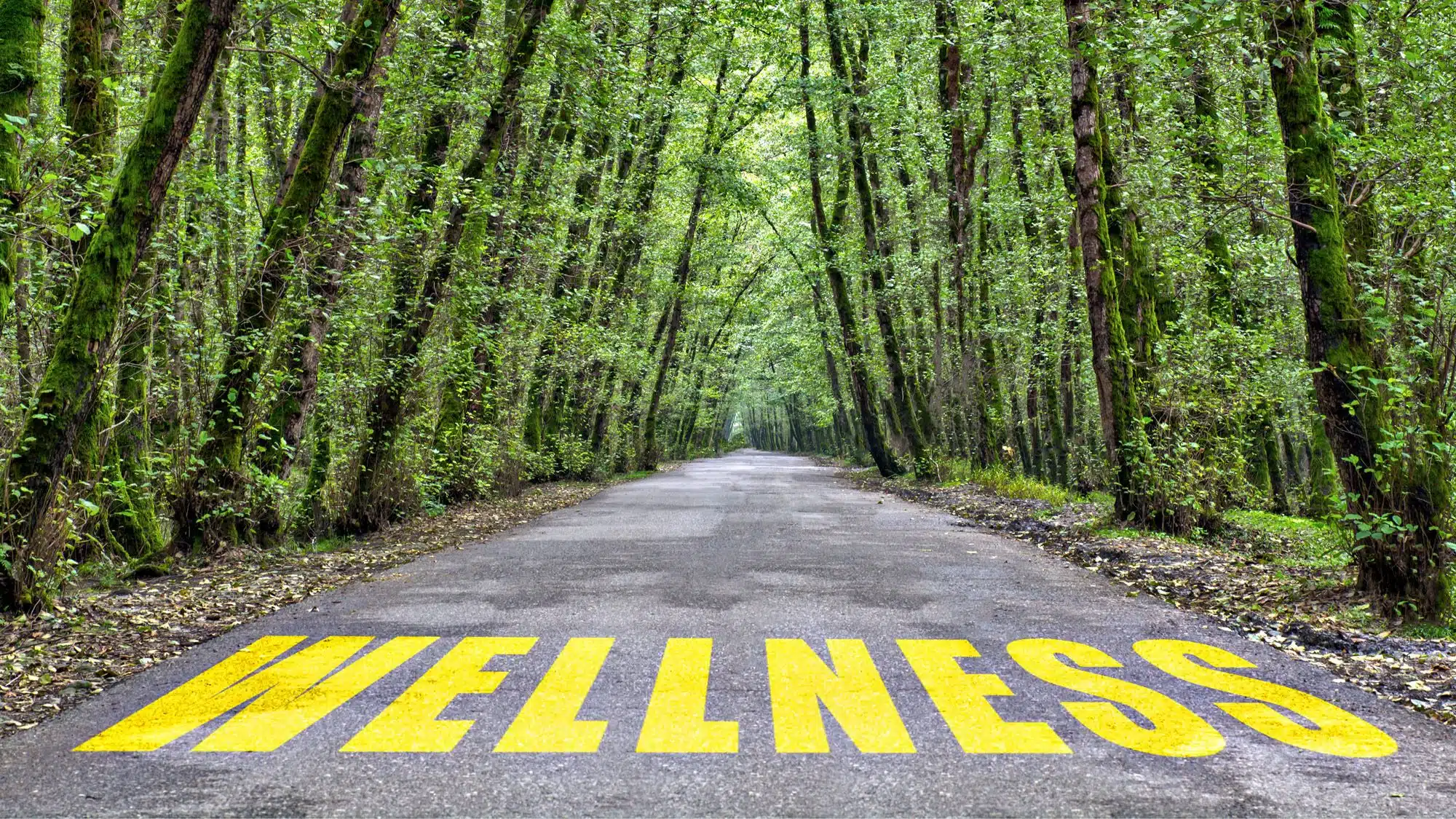 Forest trail with 'WELLNESS' painted on the path