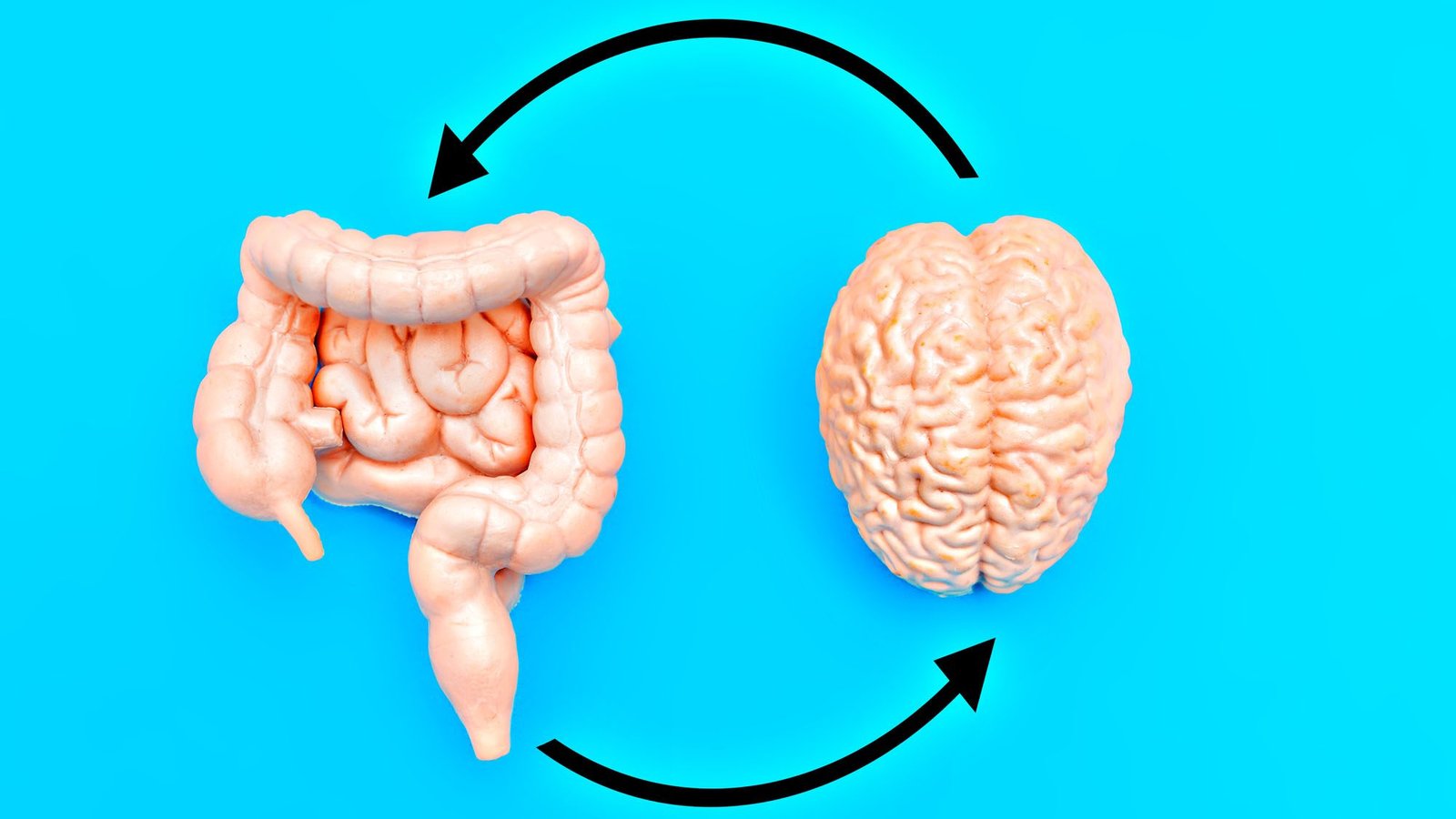Conceptual image of gut-brain connection with intestines and brain on blue background