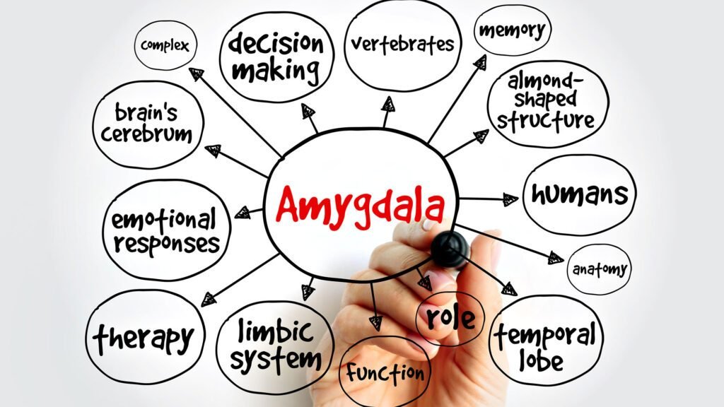 Diagram illustrating the amygdala's role in emotional and cognitive functions