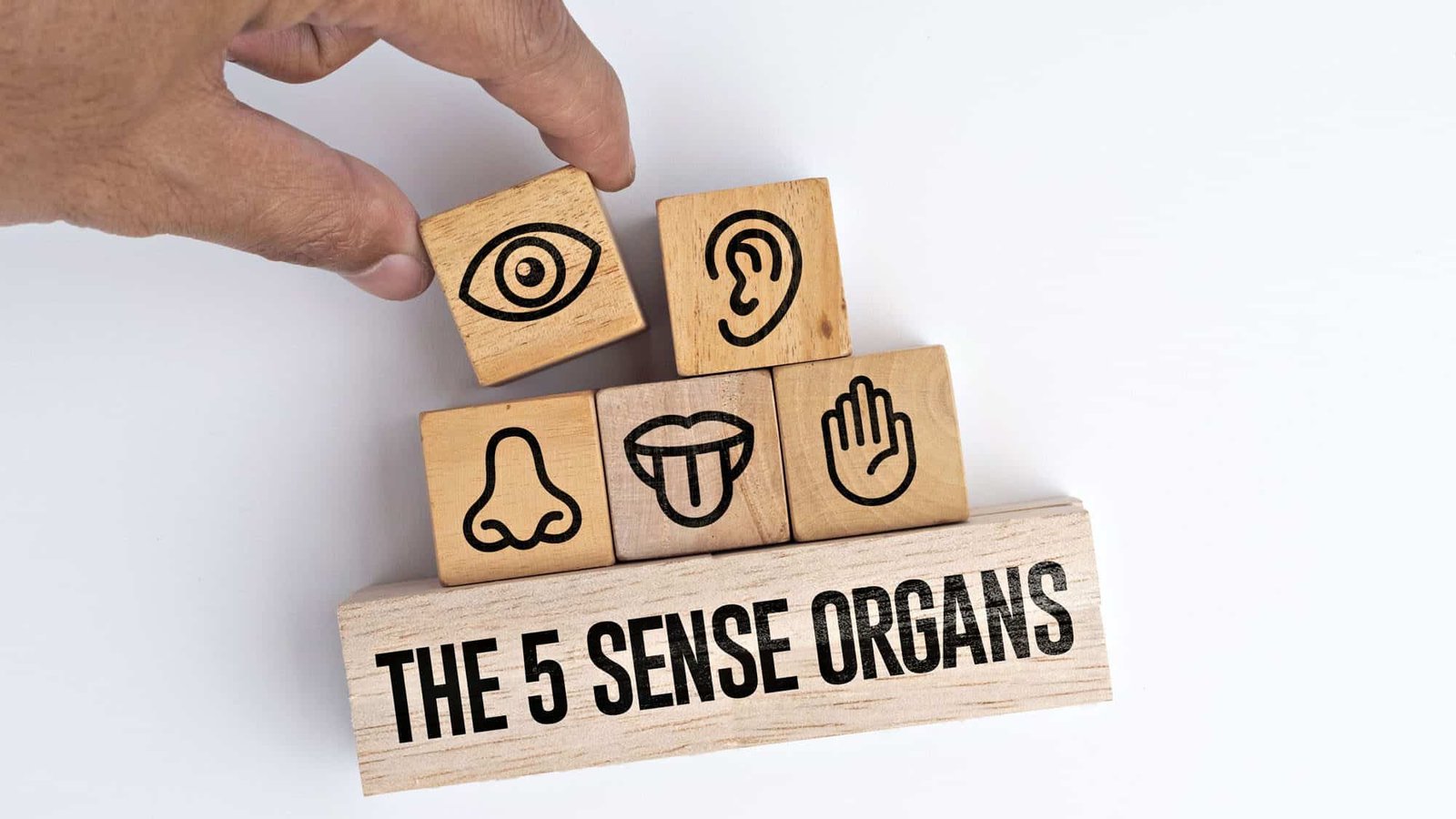 Wooden blocks illustrating the five sense organs: eye, ear, nose, tongue, and hand