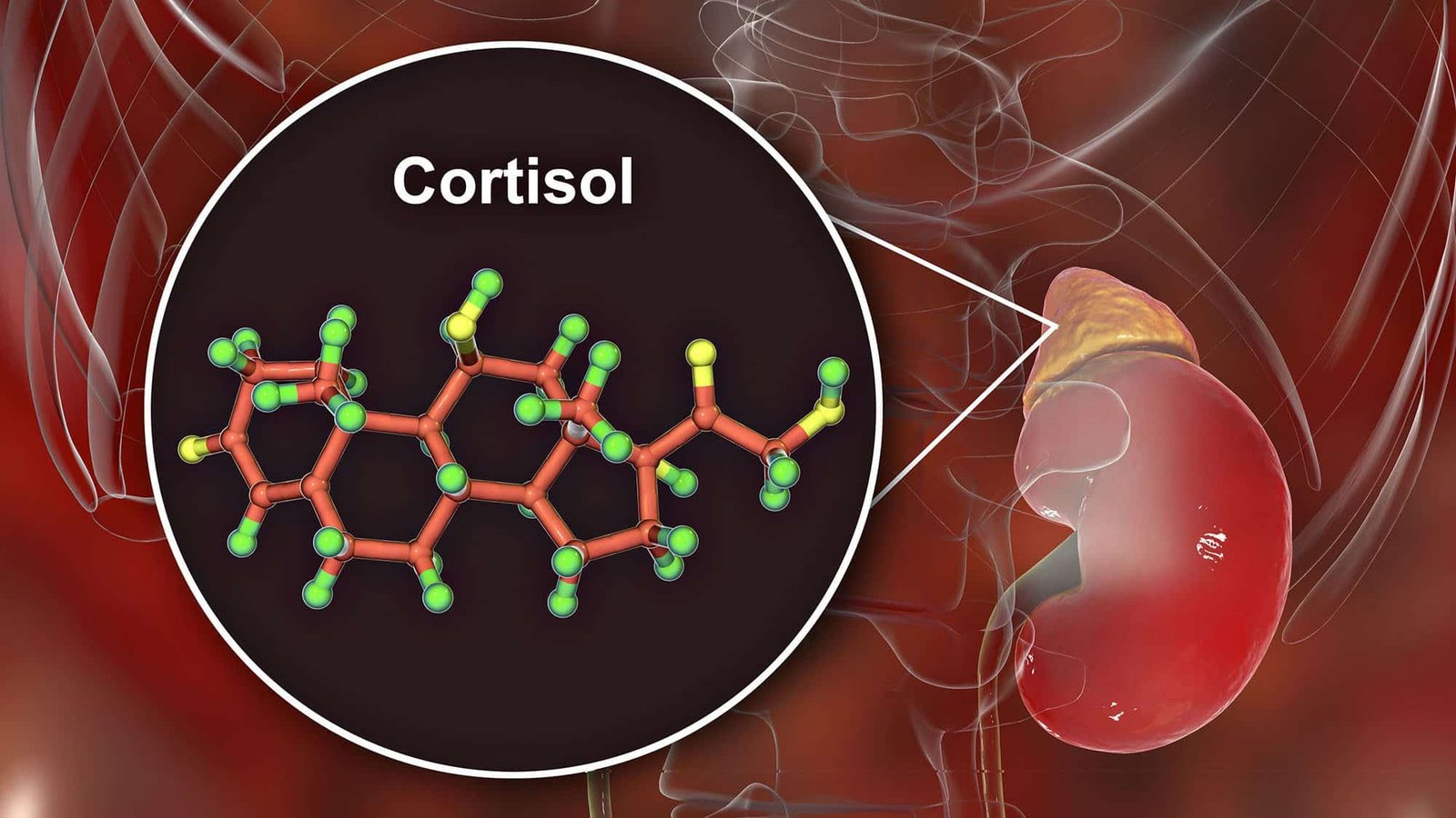 Cortisol chemical structure near human adrenal gland illustration