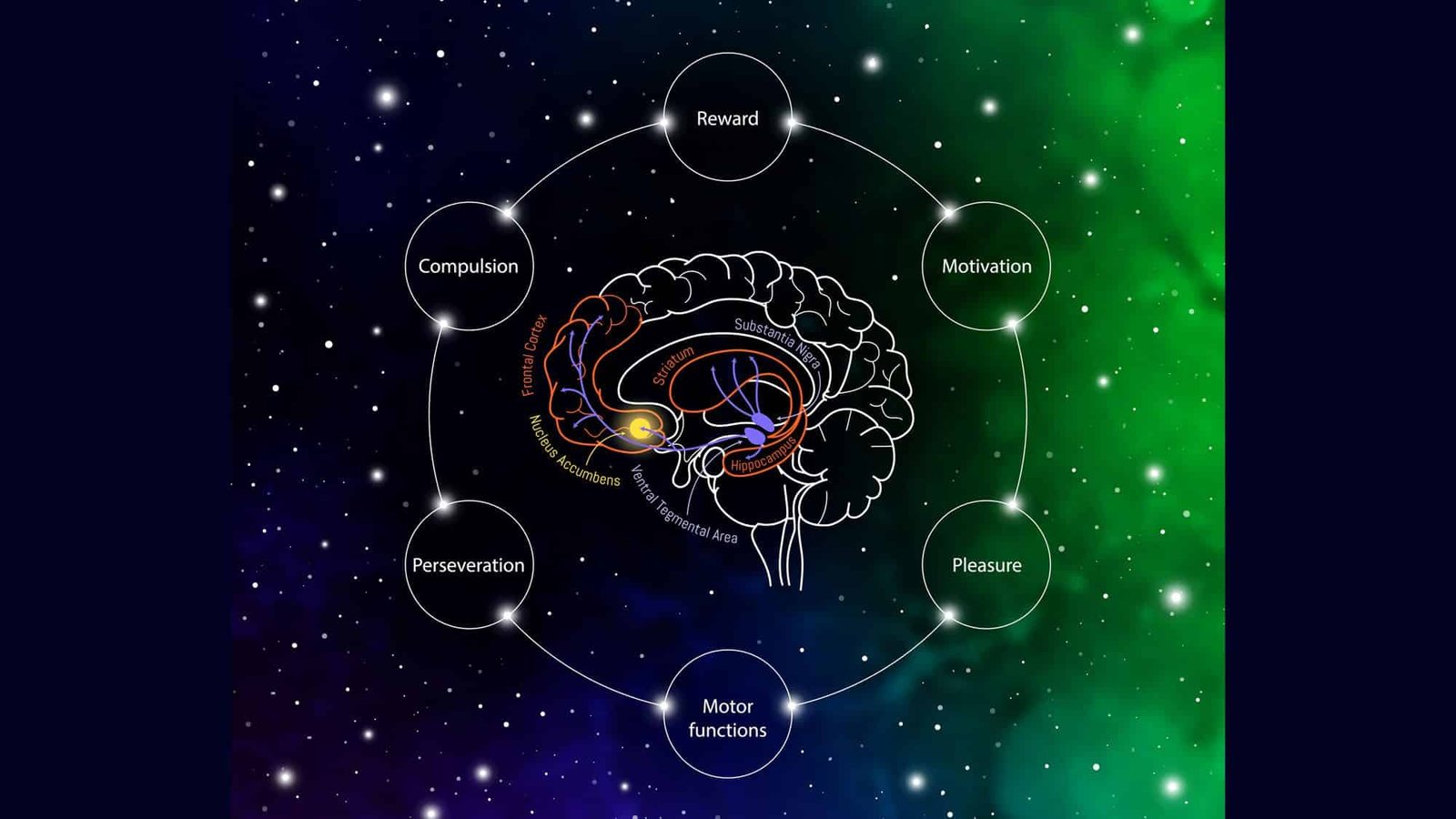 Neuroscience brain diagram highlighting reward, motivation, pleasure, motor functions in space background