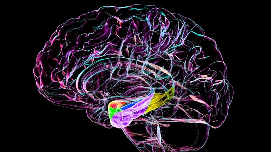 3D colourful visualization of human brain anatomy on black background