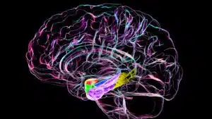 3D colourful visualization of human brain anatomy on black background